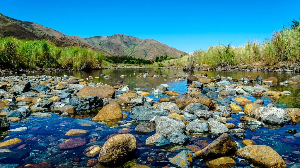 What is in the amazon river?