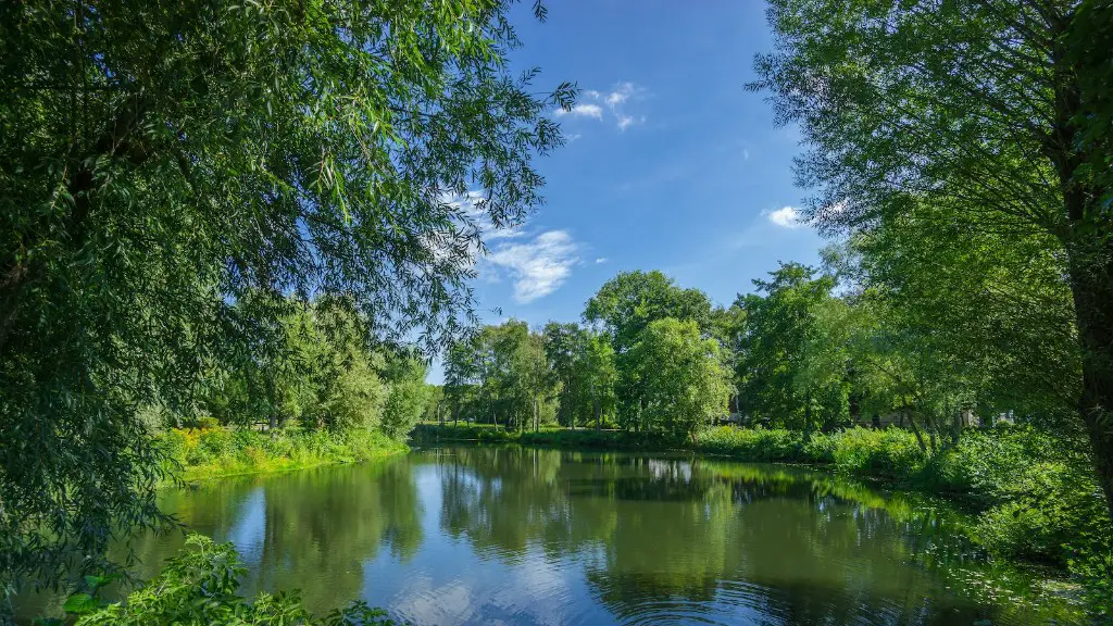 How many species are in the amazon river?