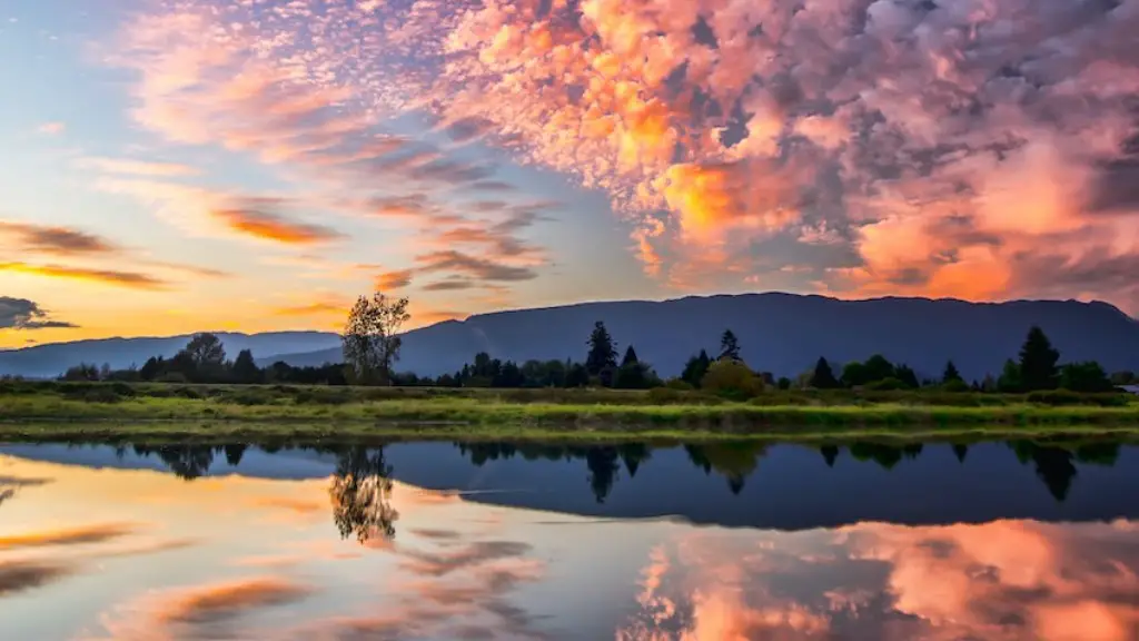 What kind of animals live in the amazon river?