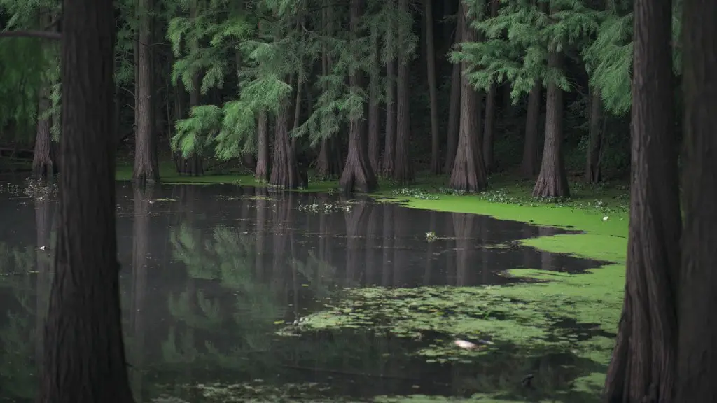 Does the amazon river run through costa rica?