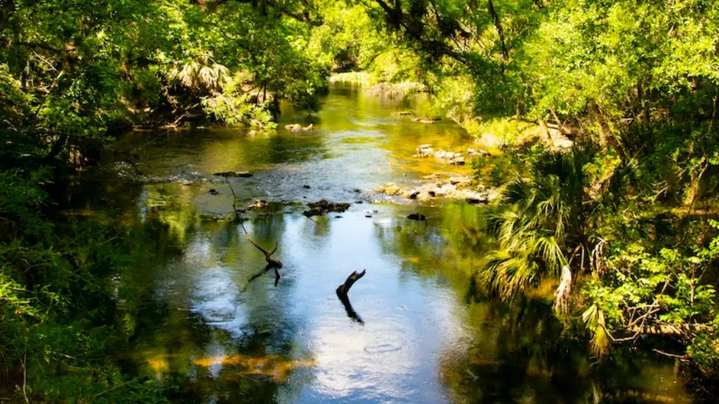 What does the amazon river look like?